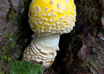 Amanita Muscaria: Early Stage