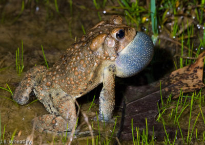 American Toad Trilling