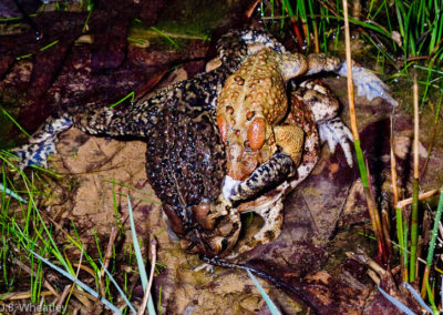 American Toad (Bufo Americanus) Toad Ball: Reproduction Among Toads Often Lacks Romance