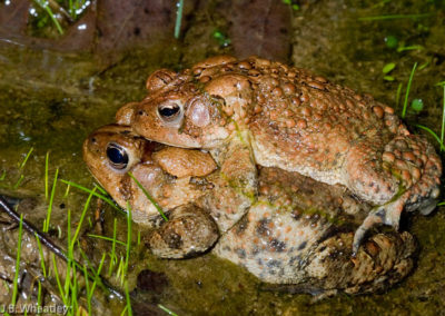 Mating Pair of American Toads (Bufo Americanus)