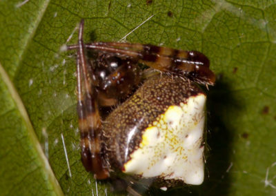 Arrowhead Spider (Verucosa Arenara) in Shelter