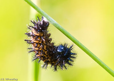 Baltimore Checkerspot Caterpillar: Preparing to Become a Chrysalis