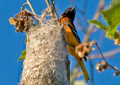 Baltimore Oriole Nest in Sycamore Tree