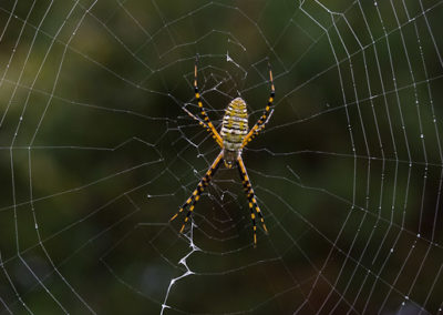 Banded Garden Spider (Argiope Trifasciata): Dorsal View