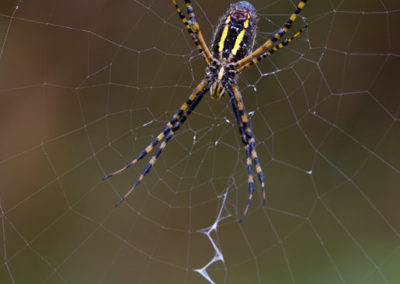Banded Garden Spider (Argiope Trifasciata): Ventral View