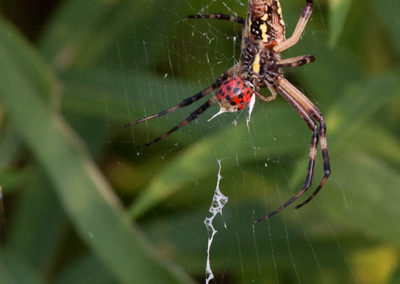 Banded Garden Spider (Argiope Trifasciata) with Ladybug Prey
