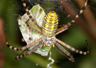 Banded Garden Spider (Argiope Trifasciata) with Prey