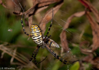 Banded Garden Spider (Argiope Trifasciata) with Yellowjacket Prey