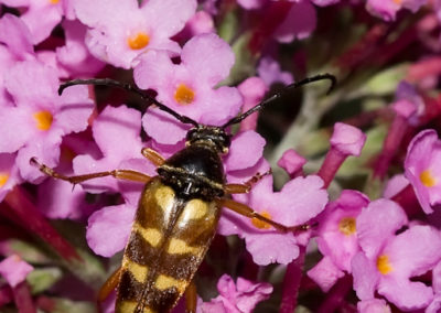 Banded Longhorn Beetle (Typocerus Velutinus): Larvae Feed on Decaying Hardwoods