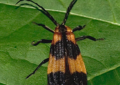 Banded Net-Winged Beetle (Calopteron Reticulatum)
