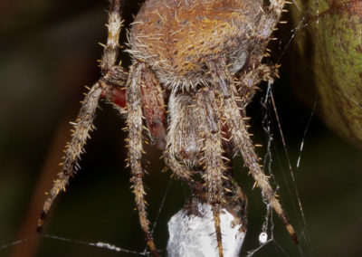 Barn Spider (Neoscona Crucifera)