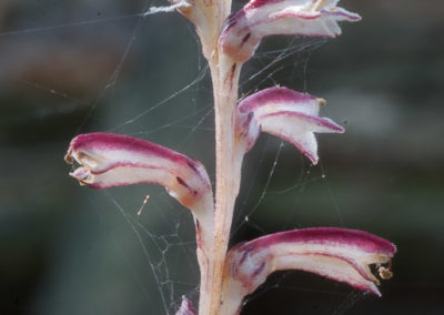 Beechdrops (Epifagus Virginiana): Parasite on Beech
