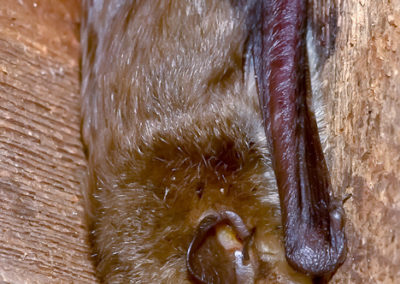 Big Brown Bat (Eptesicus Fuscus)