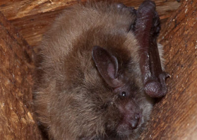 Big Brown Bat in Bat Box