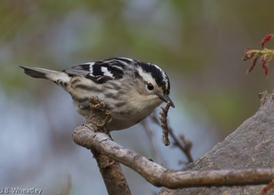Black and White Warbler Provides Pest Control Action in the Forest