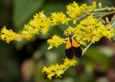Black and Yellow Lichen Moth (Lycomorpha Pholus)