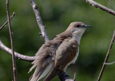 Black-Billed Cuckoo Ruffling Feathers