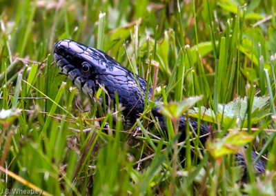Black Rat Snake (Elaphe Obseleta)