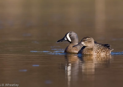 Breeding Pair of Blue-Winged Teal in Late March