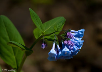 Bluebells (Mertensia Virginica) are Found in Floodplains in Late April