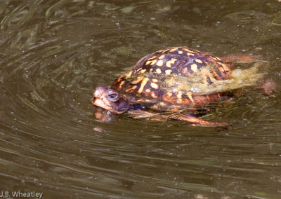 Box Turtle Swimming