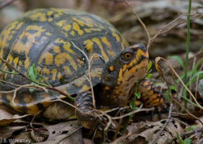 Box Turtle (Terrapene Carolina)