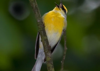 Brewster’s Warbler is a Cross Between Golden-Winged and Blue-Winged Warbler