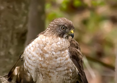 Broad-Winged Hawk Juvenile