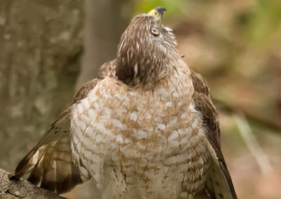 Juvenile Broad-Winged Hawk Looking at Cooper’s Hawk During the Shot