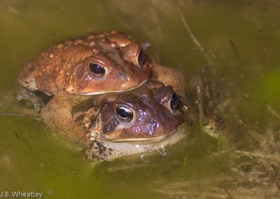 Mating Pair of American Toads (Bufo Americanus) 2