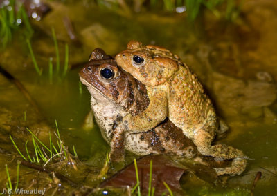 Mating Pair of American Toads (Bufo Americanus) 3