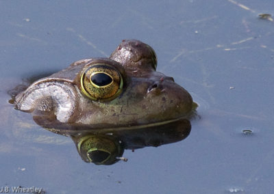 American Bullfrog (Rana Catesbeiana)