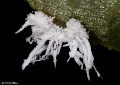 Butternut Woolly Worm (Eriocampa Juglandis)