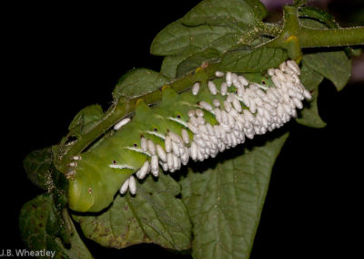 Carolina Sphinx (Manduca Sexta) Caterpillar with Parasite Cocoons