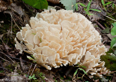 Cauliflower Mushroom (Sparassis Spathulata)