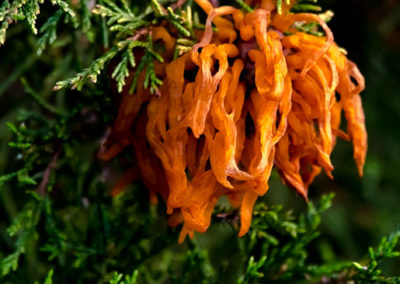 Cedar Apple Rust: Fruiting Body on Cedar