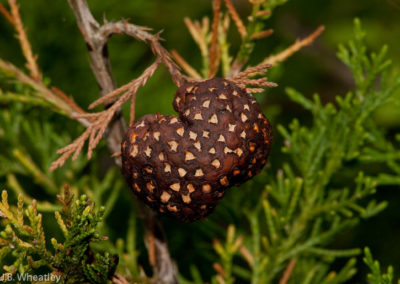 Cedar Apple Rust: Gall-Like Structure on Cedar