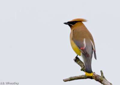 Cedar Waxwings are Common in Small Flocks
