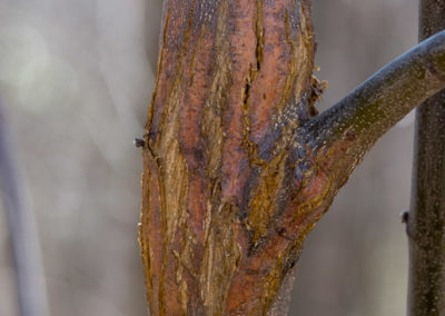 Chestnut Blight (Cryphonectria Parasitica): Invasive Species that Destroys American Chestnut