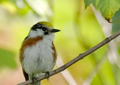 Chestnut-Sided Warbler Singing in Understory