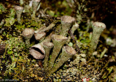 Cladonia Cenotia