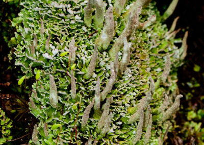 Cladonia Coniocraea