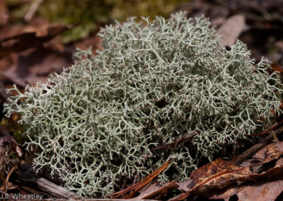 Cladonia Rangifernina (Reindeer Lichen)