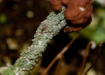 Cladonia Sobolescens (The Peg Lichen)