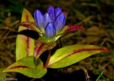 Closed Gentian: Tubular Flower that Never Opens and is Pollinated by Bumblebees who Force Open Tubes