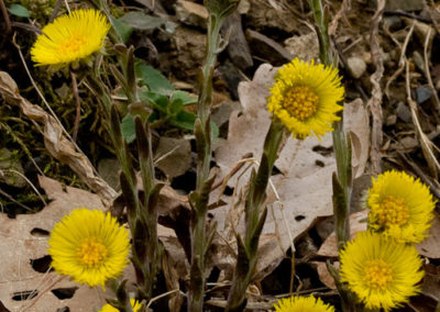 Coltsfoot (Tussilago Farfara): Found on Roadsides in Early April