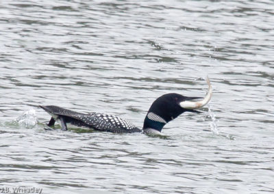 Common Loon Eating a Sizeable Fish