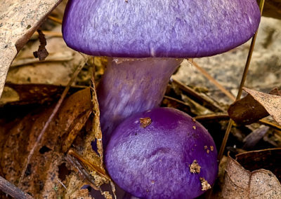 Cortinarius Violaceus: Found in Mixed Forests in September