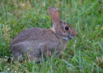 Fearless Cottontail in Park Setting