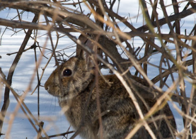 Cottontail Rabbit Exposed During Snowfall